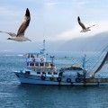 pesca