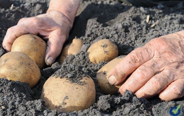 Seguridad y salud en la agricultura. Repertorio de recomendaciones practicas