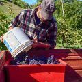 PRL_Sector_Vitivinicola