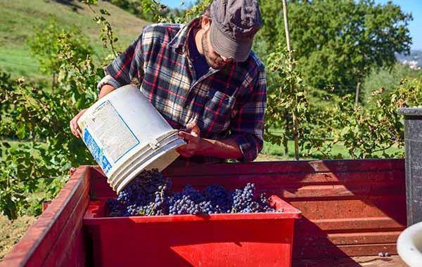 Guía de buenas prácticas en PRL en el sector vitivinícola