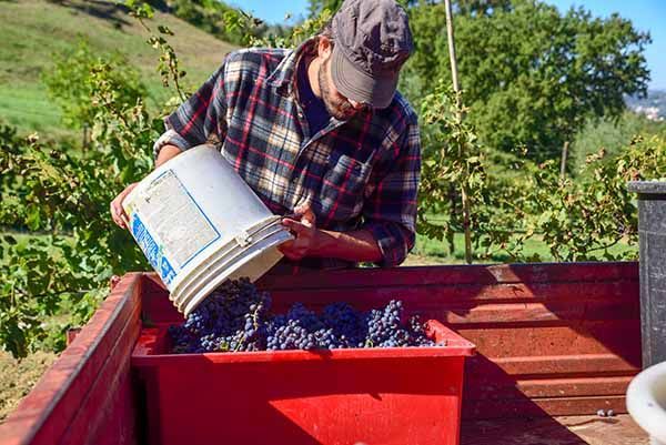 Guía de buenas prácticas en PRL en el sector vitivinícola