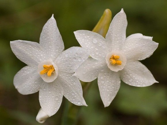 Narcissus-papyraceus-4585 Narcissus-papyraceus