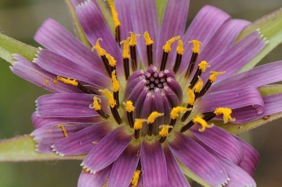 Tragopogon-porrifolius-compositae-flor-morada-3280 Tragopogon-porrifolius-compositae-flor-morada