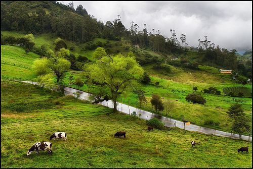 Gullón reforesta el entorno de su nueva fábrica