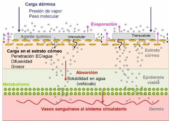 Absorción piel