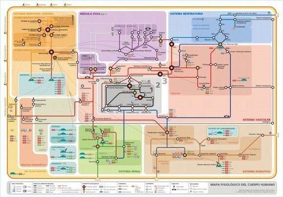 mapa_fisiologia_humana