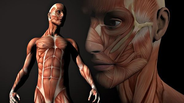 El cuerpo humano como un plano de metro