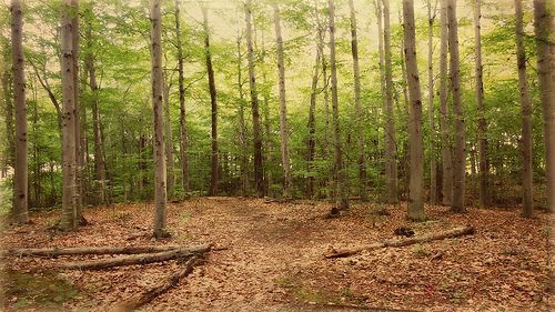 Cómo hacer mi empresa más responsable con los bosques