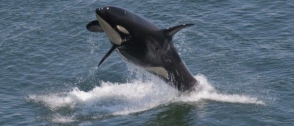 Orcas asesinas en el lugar de trabajo ¿y esto cómo lo evaluamos?