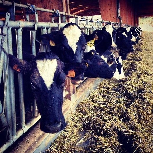 Fent formació (als grangers) #cows #vaques