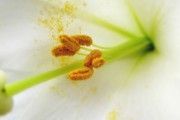 Cómo afrontar las alergias en primavera