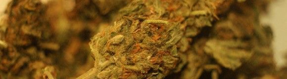 La marihuana y los riesgos laborales en Uruguay