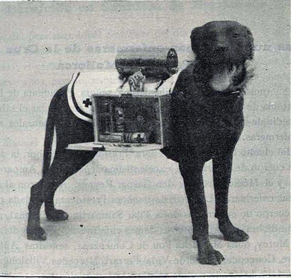 1929 Barcelona. Perro de la Cruz Roja visto en Flickr