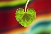 Colabora con el día Mundial del Corazón