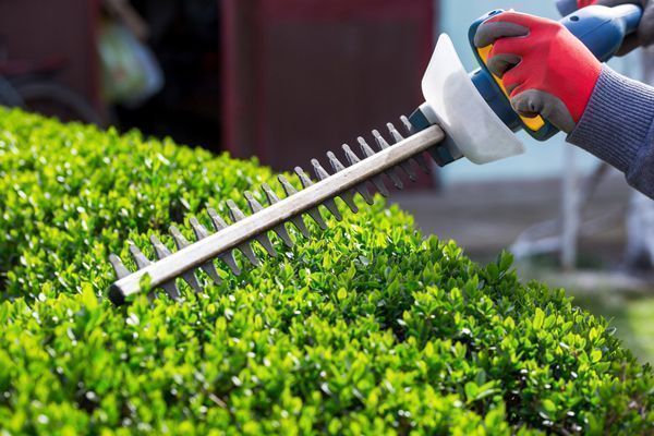 Las malas vibraciones en la jardinería