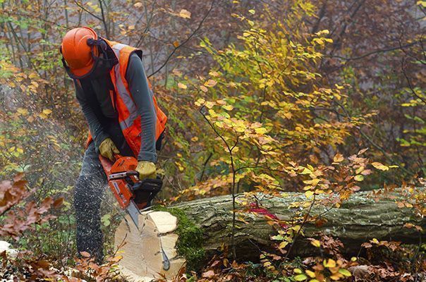 actividades forestales