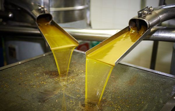 Tiempo de recogida de aceitunas: Gestión de la Prevención en Almazaras