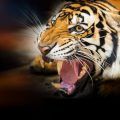 tigre