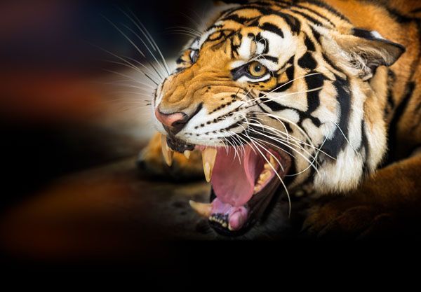 tigre
