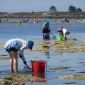 mariscadoras