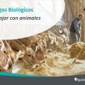 Trabajo con animales, aprende a evitar riesgos