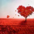 corazón