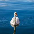 cisne