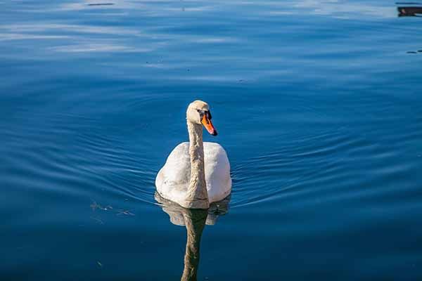 De patito feo a cisne