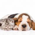 durmiendo