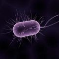 Legionella o Covid: el cuidado necesario para evitar confusiones