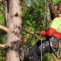 sector forestal