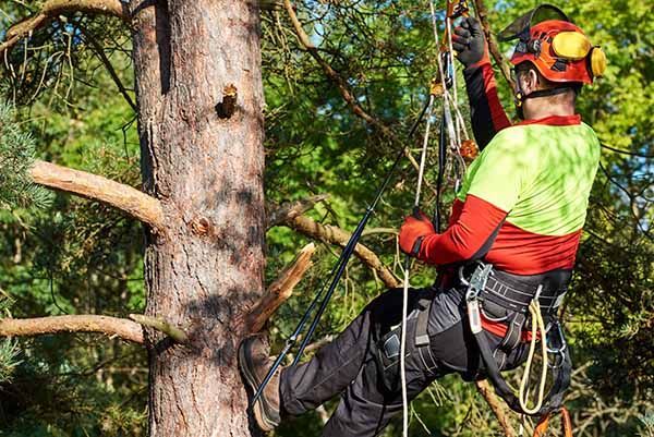 sector forestal