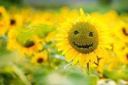 En busca de la felicidad (Video)