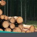 Daños a la salud por exposición a polvo de madera