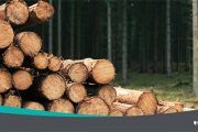 Efectos sobre la salud por exposición a polvo de madera