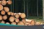Efectos sobre la salud por exposición a polvo de madera
