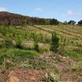 Fraternidad-Muprespa reforesta un bosque en Galicia compensando 50 toneladas de CO2