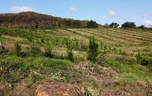 Fraternidad-Muprespa reforesta un bosque en Galicia compensando 50 toneladas de CO2