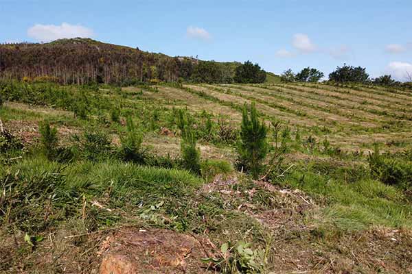 Fraternidad-Muprespa reforesta un bosque en Galicia compensando 50 toneladas de CO2