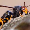 avispa asiática