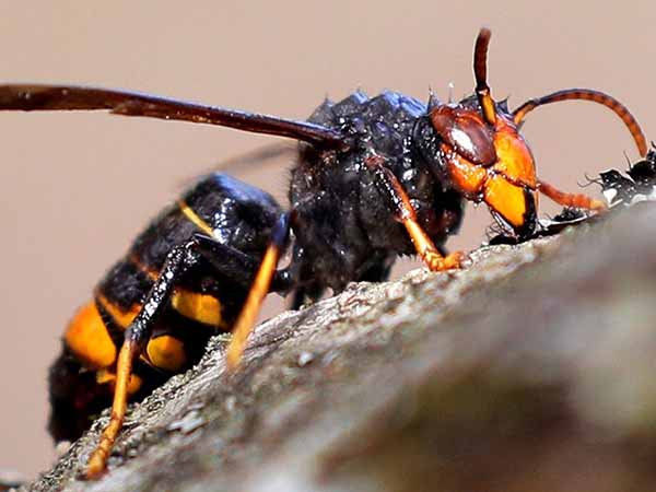 avispa asiática