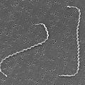 Leptospira