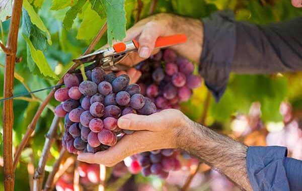 Campaña de seguridad laboral en tareas del personal temporero de la patata y de la uva