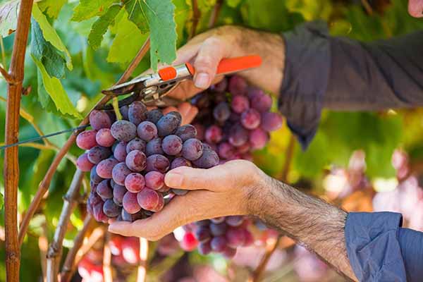 Campaña de seguridad laboral en tareas del personal temporero de la patata y de la uva